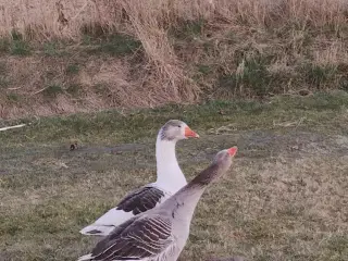 Landgåsepar sælges