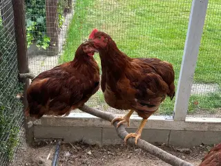 Rhode Island Red