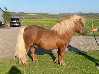 Bedækning  shetlænder hingst 
