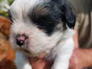 Shitzu/cotton de tulear  hvalpe