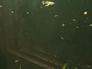 ❤️🐟 Rednose Dumbo Guppy – Smuk Kontrast (unger)