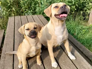 Dansk svensk gårdhund - mops blandinger