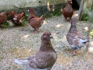 Dueunger 
