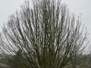Bøgebrænde