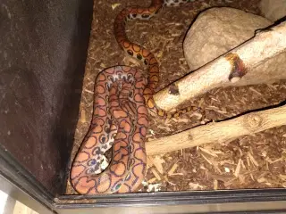 1.1 RegnbueBoa