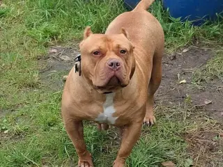 Xxl bully tæve 4 år 