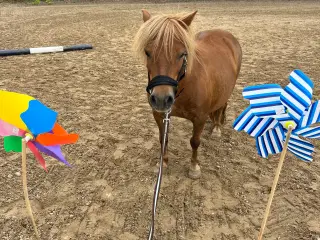 Shetlænder