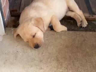 Labrador Retriever Dkk
