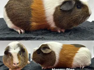 Marsvin