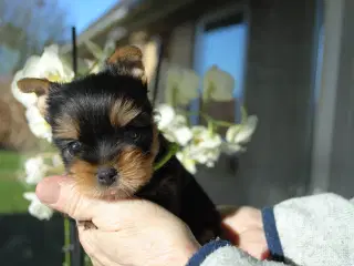 Yorkshire Terrier hvalpe.