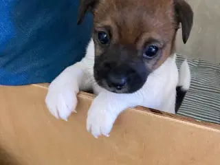 Dansk Svensk Gårdhund hvalp