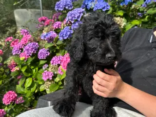 Goldendoodles hvalpe 