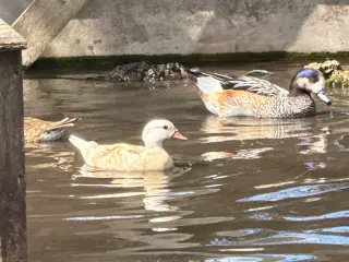 Gul mandarin 