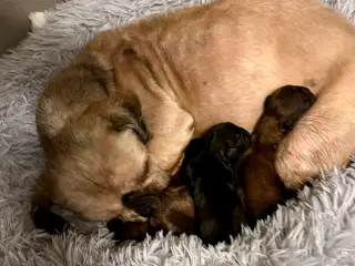 Skønne Shih tzu hvalpe begge forældre har stambog 