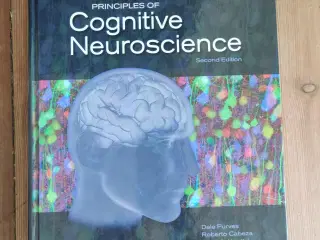 Principles of Cognitive Neuroscience