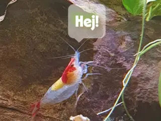 Neocaridina davidi Red Rili rejer – pakke med 15