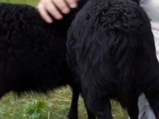 Får