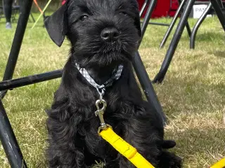 Dværgschnauzer sort DKK