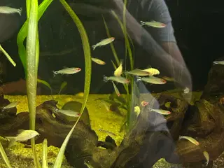 🔥🐟 Rødnæsetetra – perfekte stimefisk til akvarie