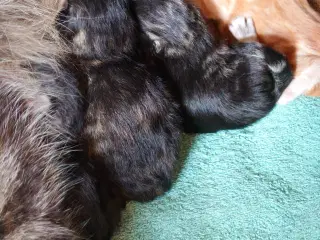 Små Maine coon killinger (uden tavle)