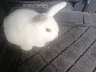 Mini Lop dv vædder