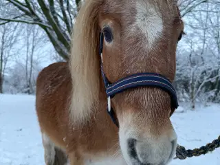 Miniature/shetlænder hoppe sælges