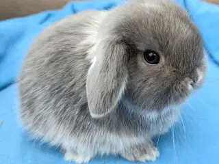 Minilop kaninunge sælges 