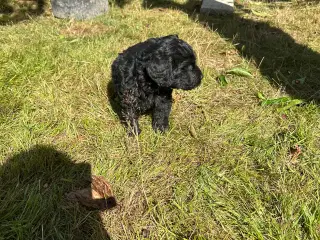Golden Doodle 