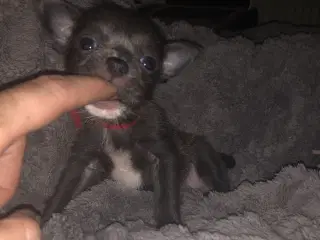 Shih Tzu / Chihuahua blandings pige