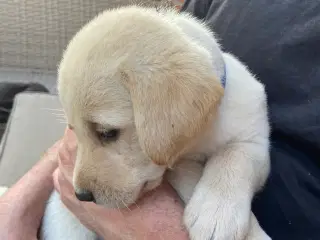 Gule Labrador hvalpe