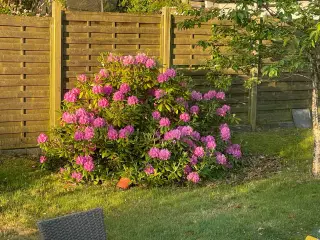 GRATIS rhododendron – grav selv op 🌸