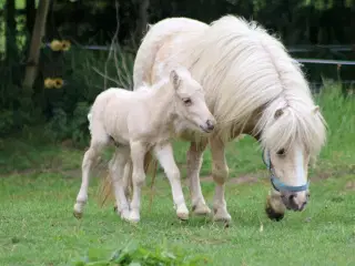 mini palomino hingsteføl, rødt pas 