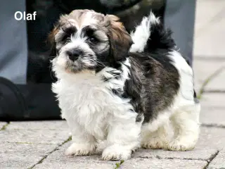 Bichon Havanais DKK 