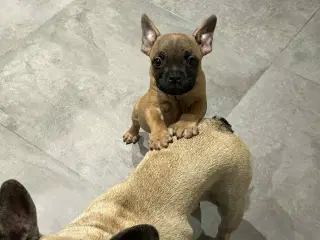 Sødeste lille hvalp søger sin nye familie🐾