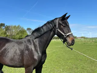 Skønt 2 års DV hoppe