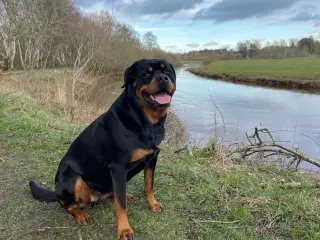 Rottweiler tæve