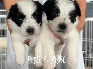Jack Russel-Bichon Havanais hvalpe