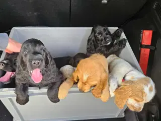 Cocker Spaniel hvalpe