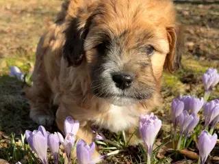 Bichon havanise og Coton de Tulear blanding 