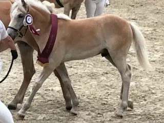 Hest - 2½ års haflinger sælges