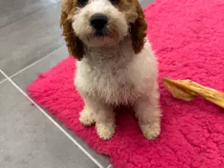 Cavapoo Rejseklar 