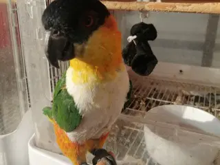 Sortcaciue klovn papagøje 