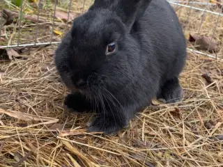 Kanin (han) sælges (Ozzy)