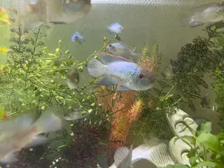 5 stk. Electric blue