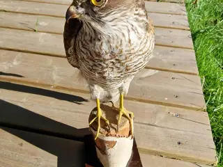 Spurvehøg siddende på træstub