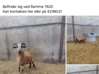 Cameroun vædder 