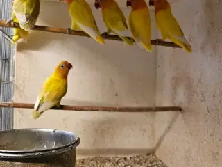 Rødhovedet Dværgpapegøjer