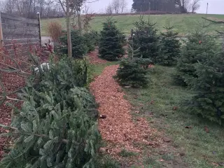 Kertevej 6 5560  kan købes  juletræ 