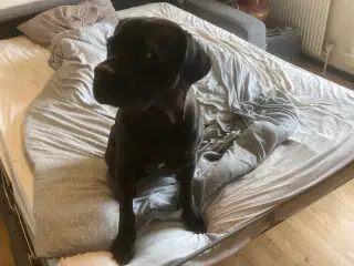 Cane corso tæve, 2 år