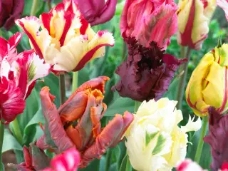 Tulipanløg - Papegøjetulipaner mix